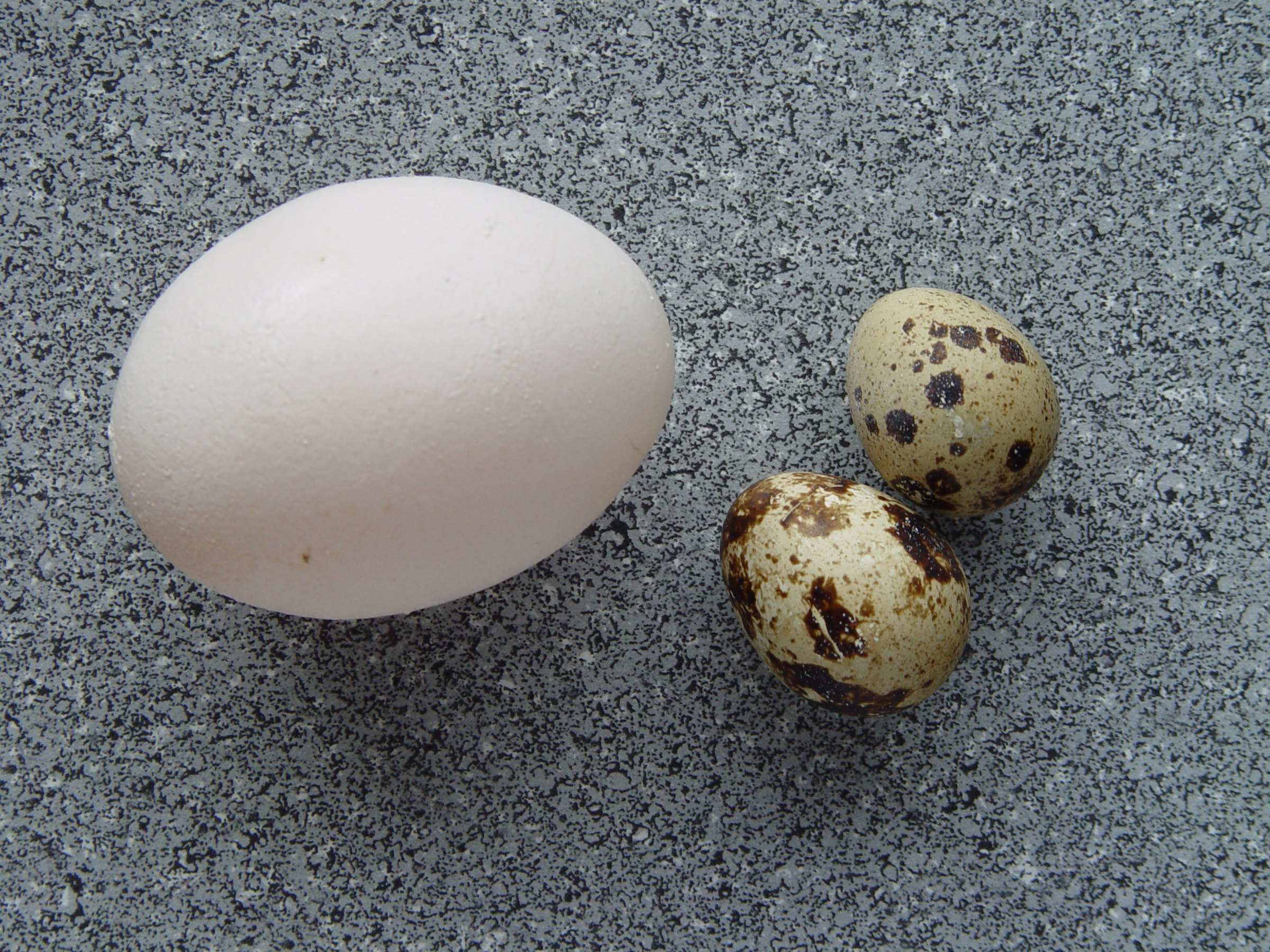Two speckled quail eggs beside a larger chicken egg